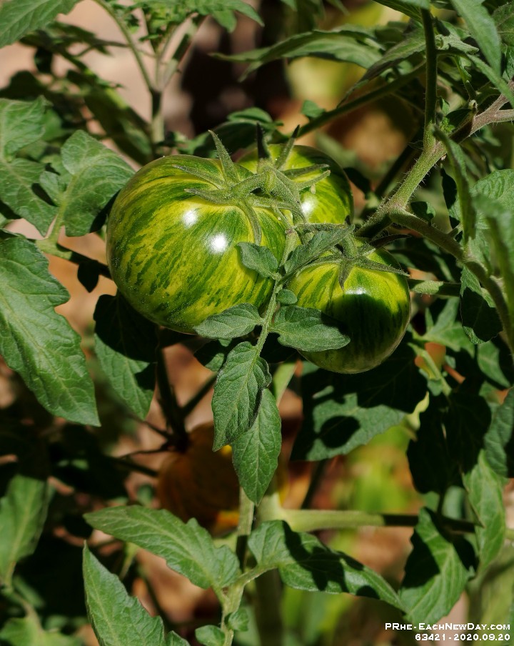 63421CrLe - Green Tomatoes on the vine